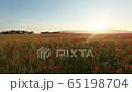 Panoramic view of meadows with flowering red poppies, on a sunny summer day 65198704