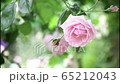 揺れるピンクのバラ 65212043