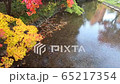 Autumn leaves at Sapporo Nakajima Park (handheld, silent) 65217354
