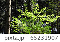 Fresh green forest Hayashi nature healing 65231907