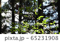 Fresh green forest Hayashi nature healing 65231908