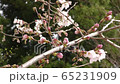 Sakura bud buds Yoshino cherry tree spring 65231909