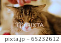 Siberian cat caressed 65232612