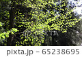 Fresh green forest Hayashi nature healing 65238695