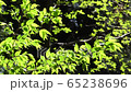 Fresh green forest Hayashi nature healing 65238696