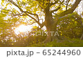 夕日と大樹　チルト 65244960