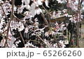 Sakura Satoyama Japan Spring 4K 65266260