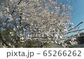 Sakura Satoyama Japan Spring 4K 65266262