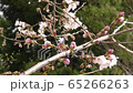 Sakura Satoyama Japan Spring 4K 65266263