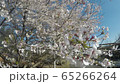 Sakura Satoyama Japan Spring 4K 65266264