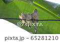 Mama dove bird take care two babies on wire against the wind 65281210