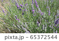 Lavender and honey bee 65372544