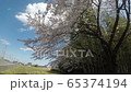 Cherry blossoms in full bloom Satoyama 4K spring 65374194
