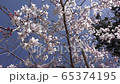 Cherry blossoms in full bloom Satoyama 4K spring 65374195