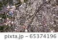 Cherry blossoms in full bloom Satoyama 4K spring 65374196