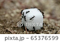 アリの群がり_角砂糖発見_寄り_通常再生 65376599