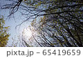 Taking a trip through the forest. Hyperlapse of riding through the forest.  65419659