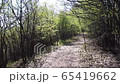 Taking a trip through the forest. Hyperlapse of riding through the forest.  65419662