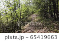 Taking a trip through the forest. Hyperlapse of riding through the forest.  65419663