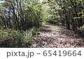 Taking a trip through the forest. Hyperlapse of riding through the forest.  65419664