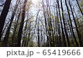Taking a trip through the forest. Hyperlapse of riding through the forest.  65419666