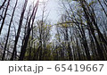 Taking a trip through the forest. Hyperlapse of riding through the forest.  65419667