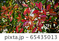 Diseases of red bean on the hedgehog (Sesame color spot disease) 65435013