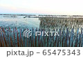 wonderful view mangroves forest wilderness 65475343
