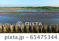 wonderful view mangroves forest wilderness 65475344