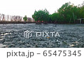 wonderful view mangroves forest wilderness 65475345