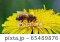 Bee gathers pollen on a dandelion. Macro shot. 65489876