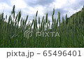 春天的麥田 65496401