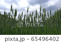 春天的麥田 65496402