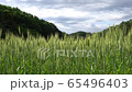 春天的麥田 65496403