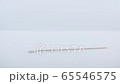 A swab for coronavirus testing on white surface. 65546575