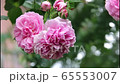 風に揺れるピンクのバラ 65553007