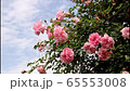 青空と揺れる薔薇 65553008