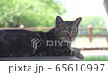 夏の公園　周囲を見渡す野良猫と蝉の鳴き声 65610997
