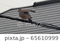 電線から飛び立つキジバト 65610999