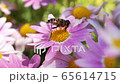 マーガレットの蜜を吸う蜂 65614715