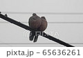 寒空の下、キジバトのつがいが寄り添って寒さをしのぐ 65636261