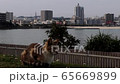 のらねこ 65669899