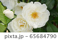 Rose (Iceberg) 65684790