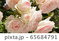 Rose (Pierre de Ronsard) 65684791
