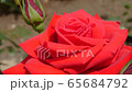 Rose (Conrad Henkel) 65684792