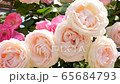 Rose (Pierre de Ronsard) 65684793