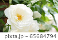 Rose (Iceberg) 65684794