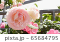 Rose (Pierre de Ronsard) 65684795
