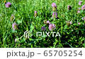 Close up view of some beautiful clover blossoms on a green meadow in spring 65705254