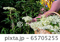 A woman uses garden shears to harvest fresh elderflower blossoms from an elder bush in a garden on a sunny spring day 65705255